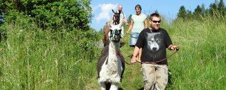 Haus Fischbachtal Die Lamas werden durch hohes Gras geführt